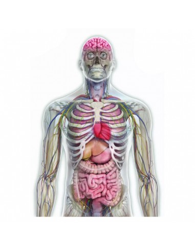 Țintă Pegi18 [RANGE SOLUTIONS]